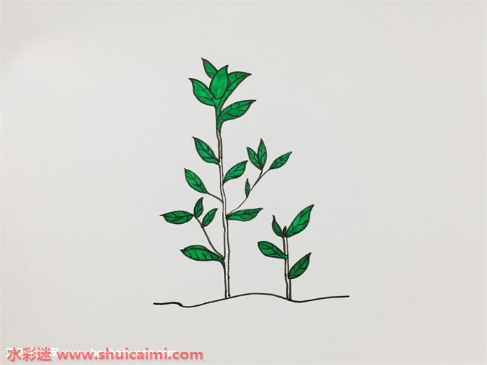 茶树怎么画 茶树简笔画图片大全带颜色
