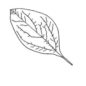 简笔画树叶 简笔画树叶边框