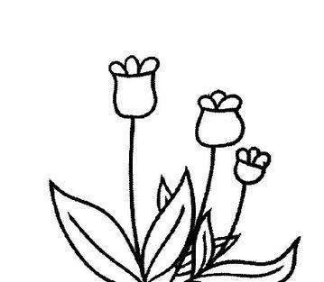 花简笔画图片大全大图 玫瑰花简笔画图片带颜色