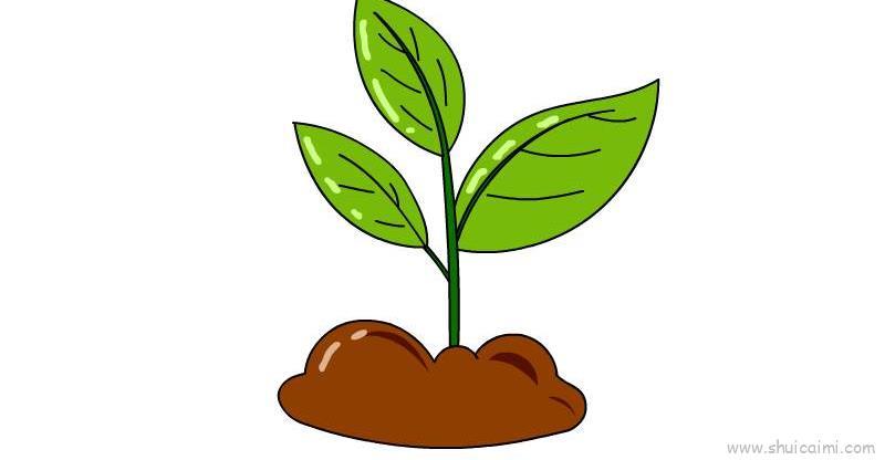 植物生长过程儿童画怎么画 植物生长过程简笔画简单