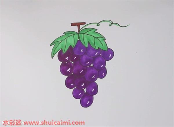葡萄怎么画 葡萄简笔画彩色