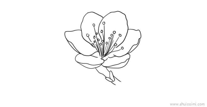 桃花儿童画怎么画 桃花简笔画画法