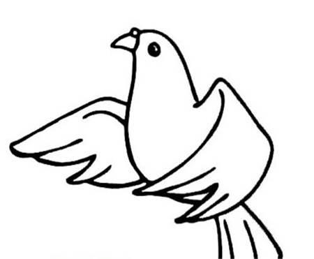 鸽子的简笔画 鸽子的简笔画怎么画