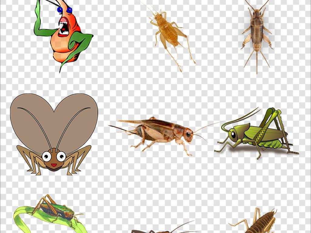 蟋蟀简笔画 蟋蟀简笔画图片带颜色