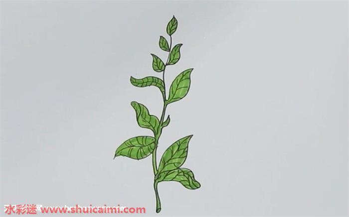 茶树怎么画 茶树简笔画简单好看带颜色