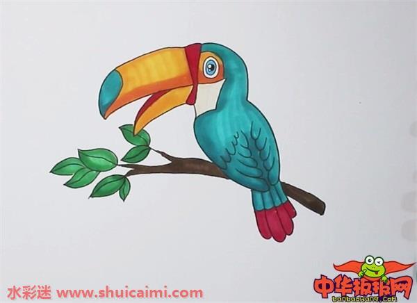 巨嘴鸟怎么画 巨嘴鸟简笔画图片大全带颜色