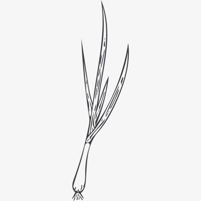 大葱简笔画 大葱简笔画图片带颜色