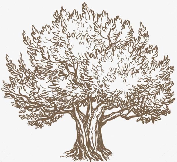 榕树简笔画 榕树简笔画图片带颜色