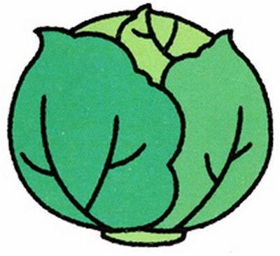 包菜简笔画 绿色尖包菜简笔画
