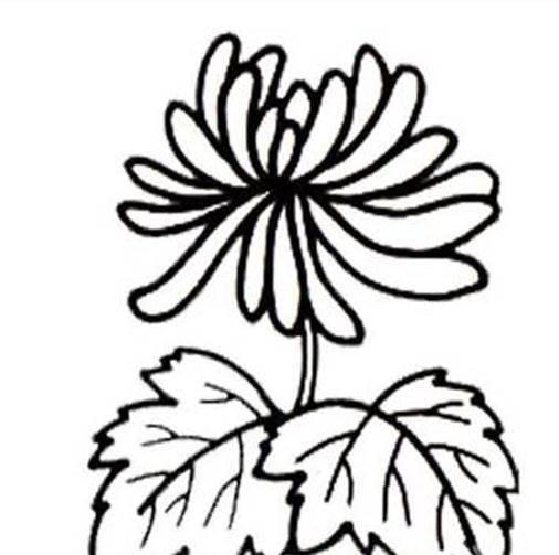 菊花叶子简笔画 菊花叶子简笔画图片