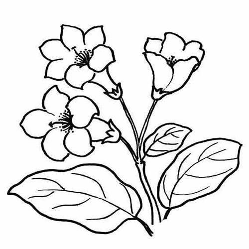 花朵的简笔画 花朵的简笔画图片大全