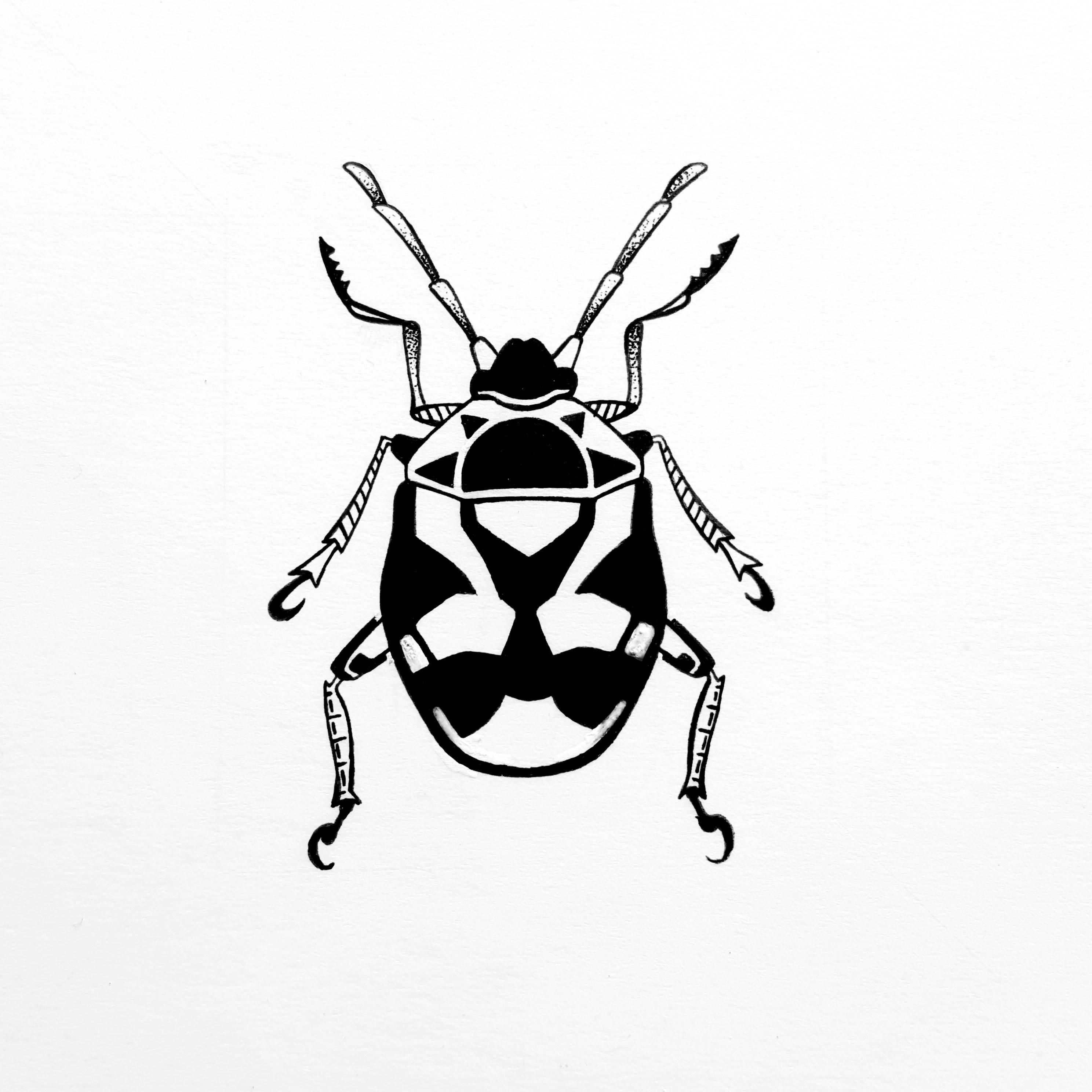 甲虫简笔画 金步甲虫简笔画