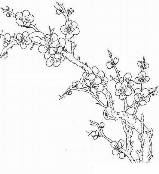 梅花树简笔画图片大全 梅花树简笔画图片大全儿童画