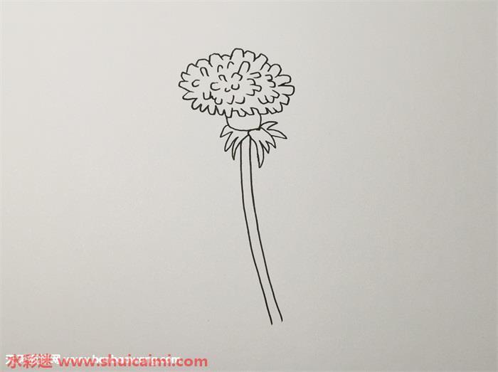 蒲公英怎么画 蒲公英简笔画图片带颜色