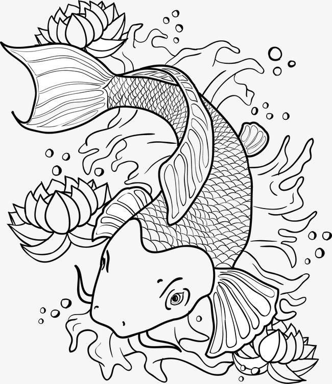 锦鲤简笔画 锦鲤简笔画图片