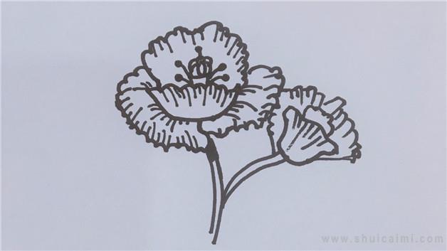 禁毒罂粟花简笔画怎么画 禁毒罂粟花简笔画顺序