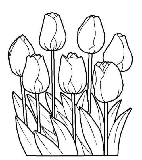 郁金香简笔画 郁金香简笔画图片
