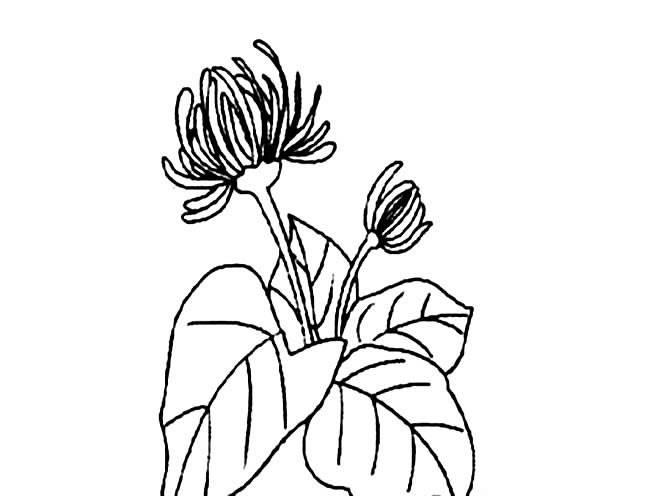菊花叶子简笔画 菊花叶子简笔画图片