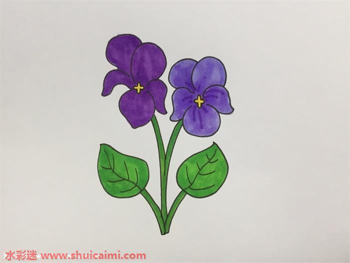 紫罗兰好看怎么画 紫罗兰简笔画步骤图