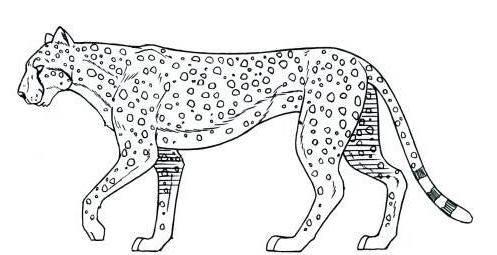 豹子简笔画 豹子简笔画凶猛又简单