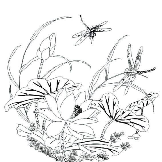 荷花荷叶简笔画 荷花荷叶简笔画彩色