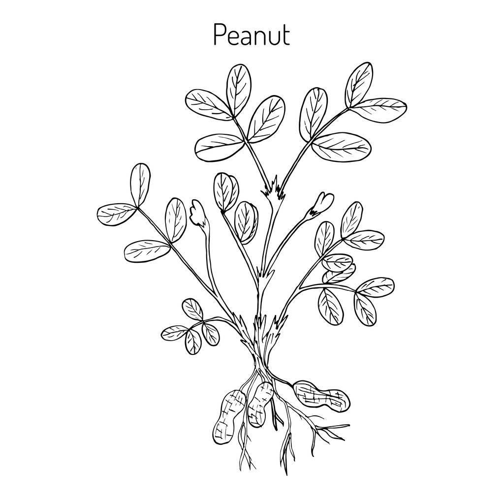 花生简笔画 花生简笔画简单又好看