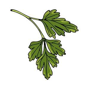 菜简笔画图片大全 水果蔬菜简笔画图片大全