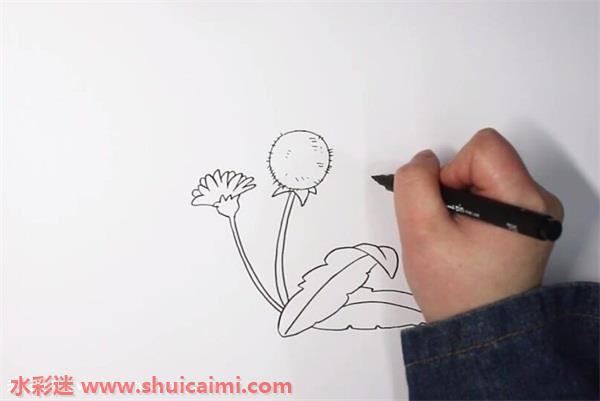 蒲公英怎么画 蒲公英简笔画步骤图