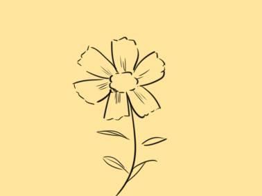 雏菊简笔画 雏菊简笔画图片