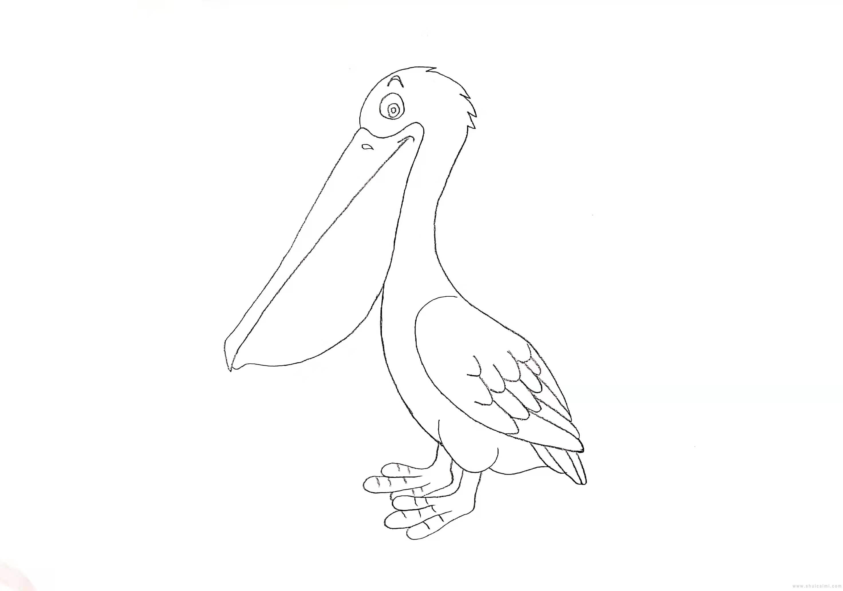 鹈鹕简笔画怎么画 鹈鹕简笔画图片大全