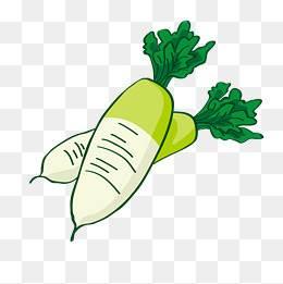 白萝卜简笔画 白萝卜简笔画图片