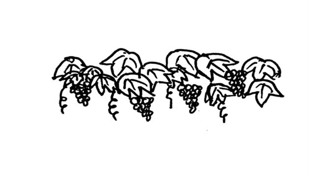 葡萄架简笔画怎么画 葡萄架简笔画画法