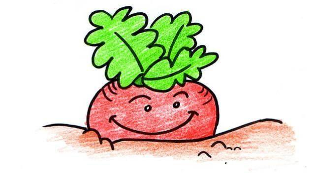 萝卜简笔画图片大全 萝卜简笔画图片大全简单