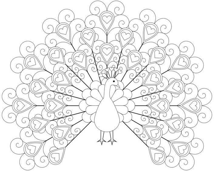孔雀简笔画 孔雀简笔画图片大全