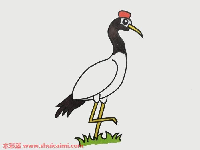 丹顶鹤怎么画 丹顶鹤简笔画图片彩色