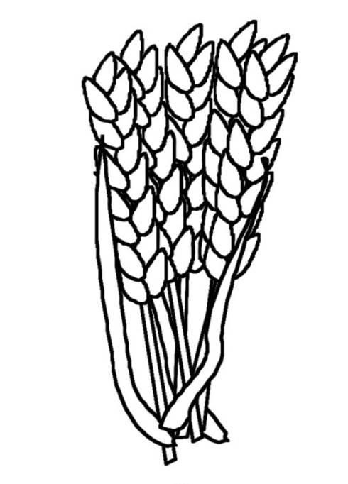 粮食简笔画 粮食简笔画图片