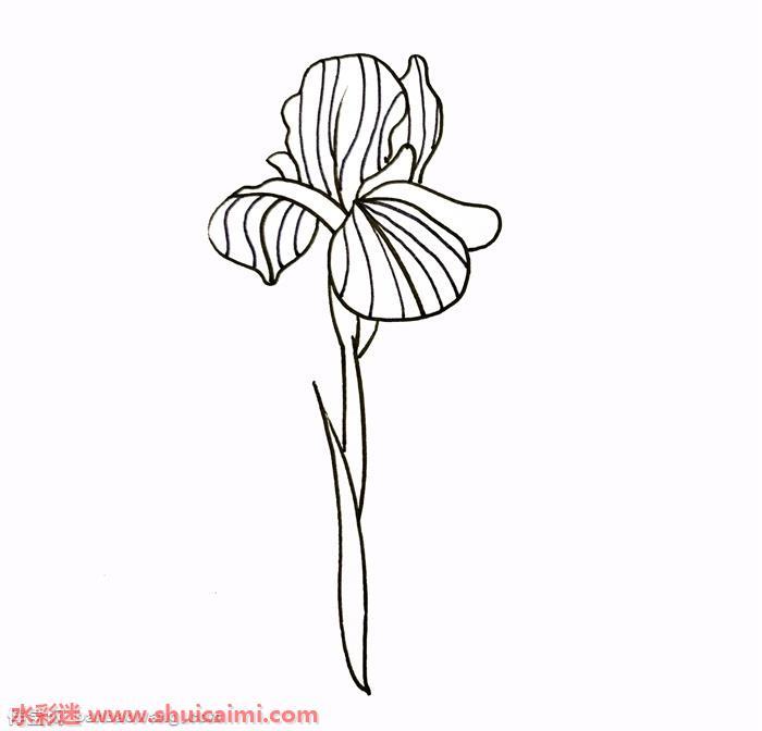 鸢尾花怎么画 鸢尾花简笔画简单易画彩色
