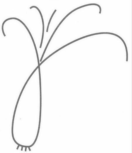 大葱简笔画 大葱简笔画图片带颜色