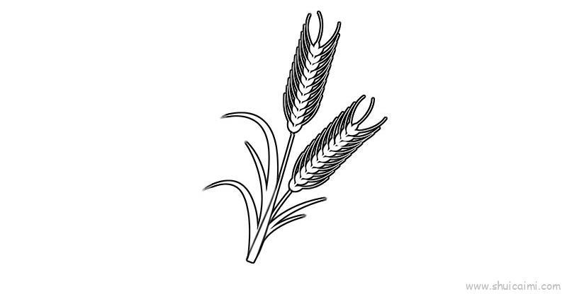 麦子教程儿童画怎么画 麦子教程简笔画顺序