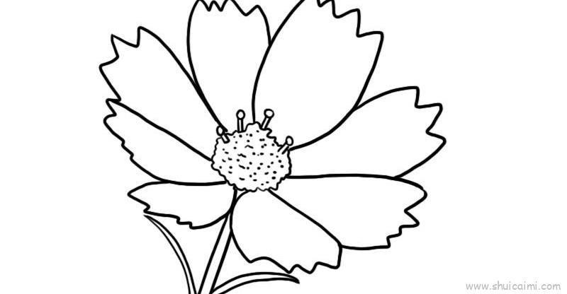 秋英花儿童画怎么画 秋英花简笔画简单