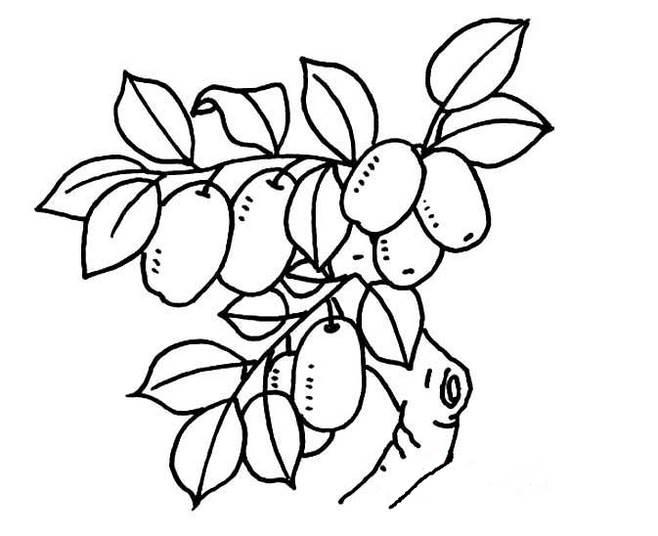 枣树简笔画图片大全 枣树简笔画图片大全儿童画