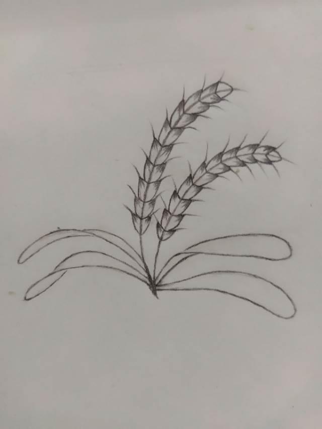 麦田简笔画 金色的麦田简笔画