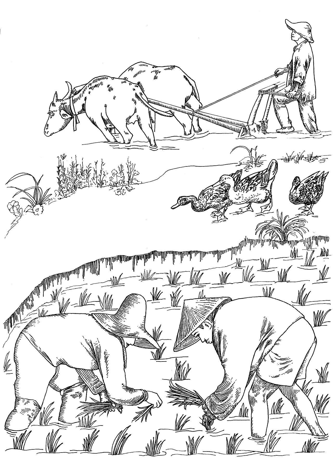 稻田简笔画 稻田简笔画图片大全