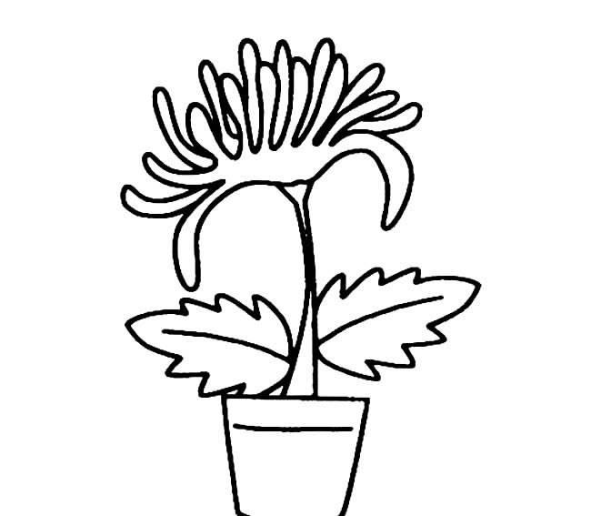菊花叶子简笔画 菊花叶子简笔画图片