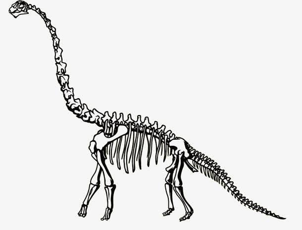 恐龙化石简笔画图片大全 恐龙化石简笔画图片大全彩色