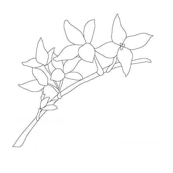 迎春花简笔画 迎春花简笔画简单又漂亮