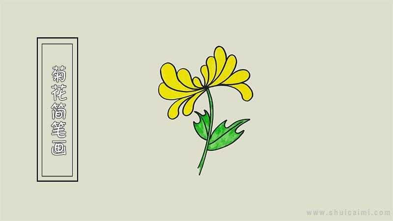 菊花简笔画怎么画 菊花简笔画好看