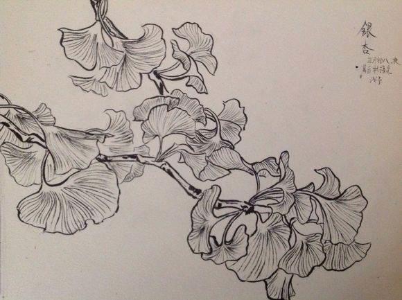 银杏叶简笔画 银杏树简笔画简单又好看