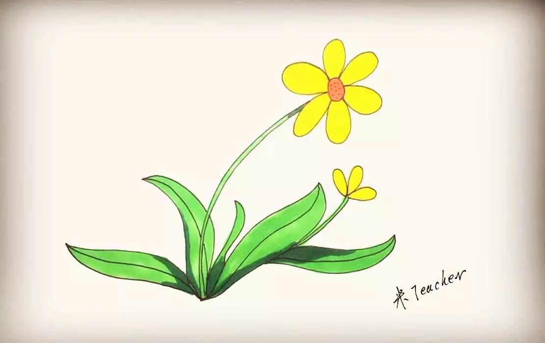 太阳花简笔画 太阳花简笔画简单又好看