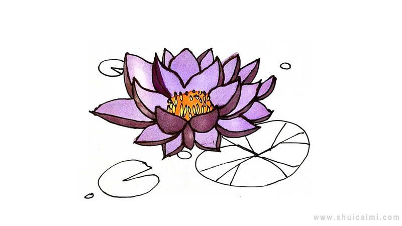 睡莲简笔画怎么画 睡莲简笔画图片
